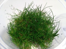  Eleocharis sp. mini -In Vitro cup